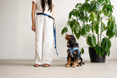 Image of Cavology Hands Free Vinyl Two Piece Multiway Dog Leash Set