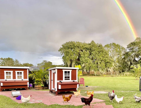 Image of OverEZ Amish Medium Chicken Coops - Up to 10 Chickens