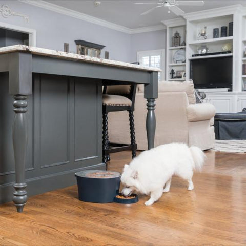 Image of PetSafe Automatic 6 Meal Pet Feeder Cat and Dog Food Dispenser Great for Cats and Small Dogs