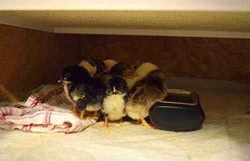 Sweeter Heater Infrared Sidemount Model For Chicken Brooders, Chicken Coops, Pet Houses, Cages