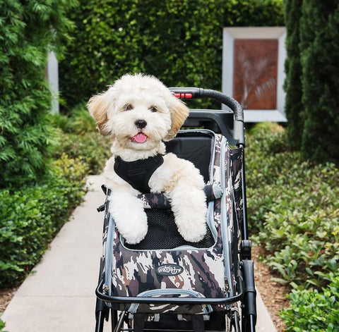 Image of Petique 5-in-1 Pet Stroller (Complete Set with Pet Carrier and Stroller Frame)