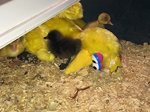 Sweeter Heater Infrared Sidemount Model For Chicken Brooders, Chicken Coops, Pet Houses, Cages
