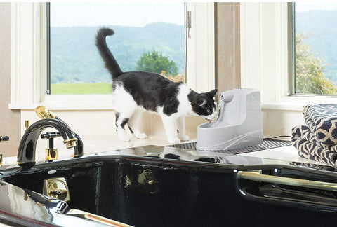 Image of PetSafe Drinkwell Dog and Cat Mini Water Fountain 40 oz