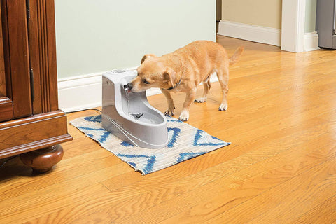 Image of PetSafe Drinkwell Dog and Cat Mini Water Fountain 40 oz