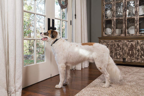 Image of PetSafe Rechargeable Bark Control Collar Waterproof Reduce Barking