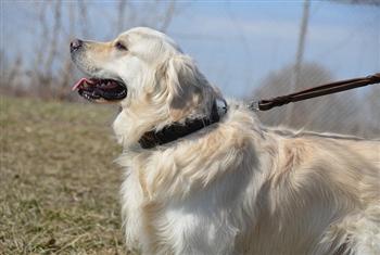 Image of Bunch Solid Brass With Ring on Handle