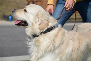 Image of Bunch Solid Brass With Ring on Handle