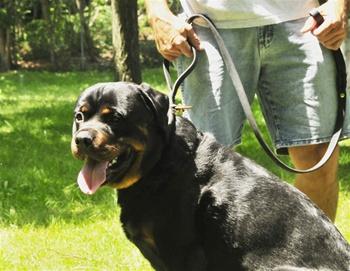 Image of Bunch Solid Brass With Ring on Handle