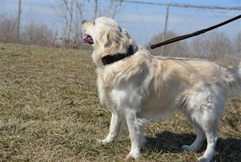 Image of Bunch Solid Brass With Ring on Handle