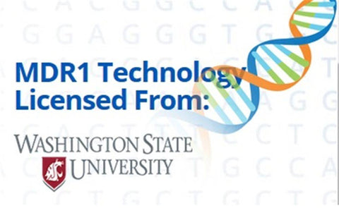 Image of Canine DNA Test Kit 4.0 By Wisdom Panel