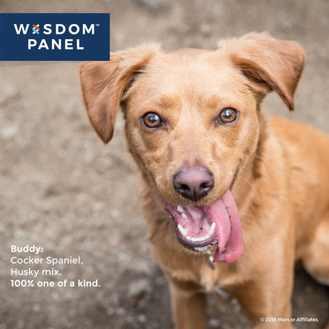 Image of Canine DNA Test Kit 4.0 By Wisdom Panel