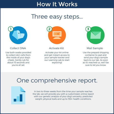 Image of Canine DNA Test Kit 4.0 By Wisdom Panel