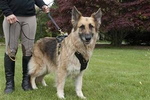 Image of "Victory Leather Harness" For Medium To Extra Large Dogs