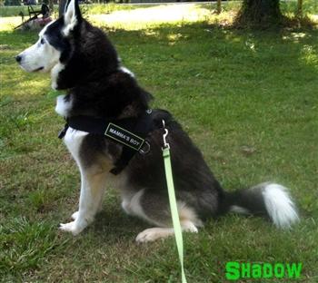 Image of DT Universal No-Pull Working Dog Nylon Harness