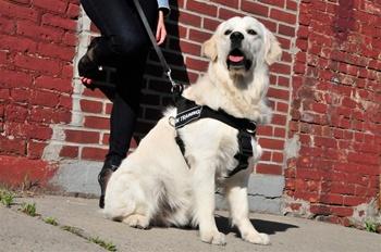 Image of DT Universal No-Pull Working Dog Nylon Harness