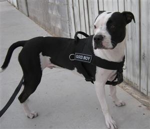 Image of DT Universal No-Pull Working Dog Nylon Harness