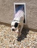 Image of Hale Pet Door For Walls | Secure In Wall Mount