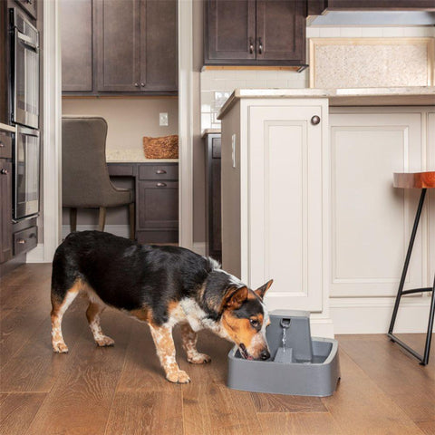 Image of Drinkwell 1 Gallon Pet Fountain-BPA-free plastic