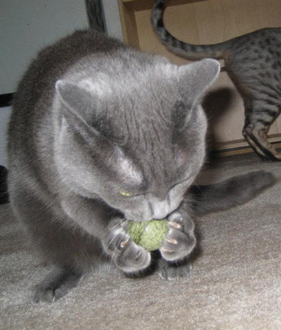 Image of Pawbreakers!