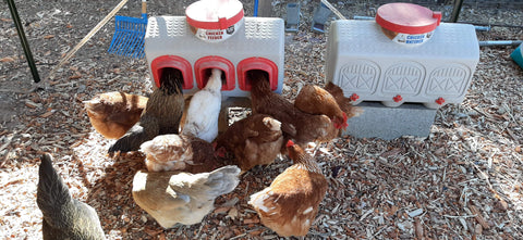 Image of OverEZ Amish Small Chicken Coops - Up to 5 Chickens