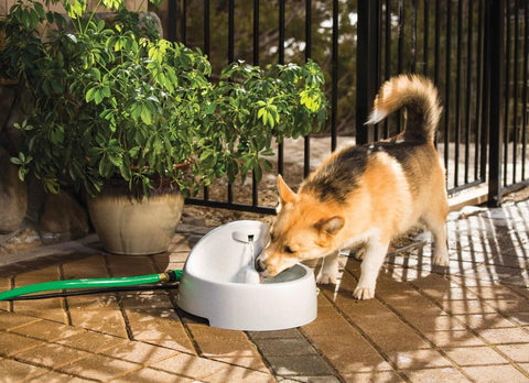 Image of Drinkwell EverFlow Fountain- 1.5 gallons- BPA-free plastic