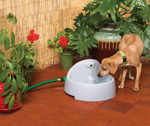 Image of Drinkwell EverFlow Fountain- 1.5 gallons- BPA-free plastic