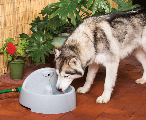 Image of Drinkwell EverFlow Fountain- 1.5 gallons- BPA-free plastic