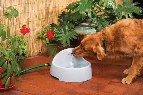 Image of Drinkwell EverFlow Fountain- 1.5 gallons- BPA-free plastic