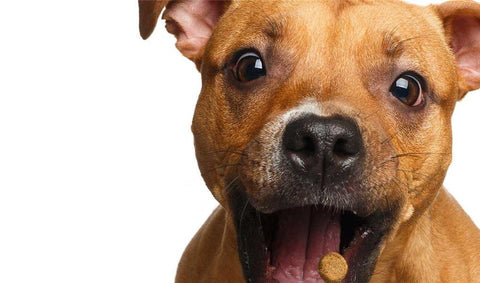 Image of Watz Petzi Treat Cam