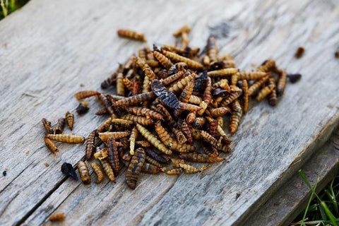 Image of Small Pet Select All Natural Chicken Grub Bugs Treats
