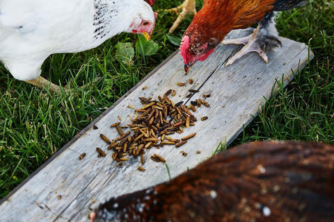 Image of Small Pet Select All Natural Chicken Grub Bugs Treats