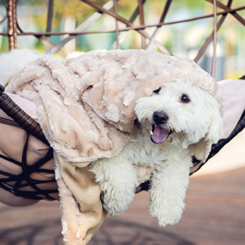 Image of Petique Velvet Blanky Pet Blanket