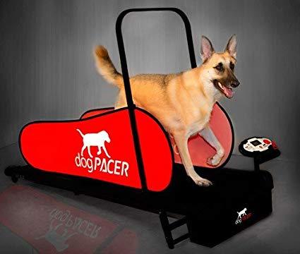Image of dogPACER LF 3.1 Folding Dog Treadmill For Medium/ Large Dogs