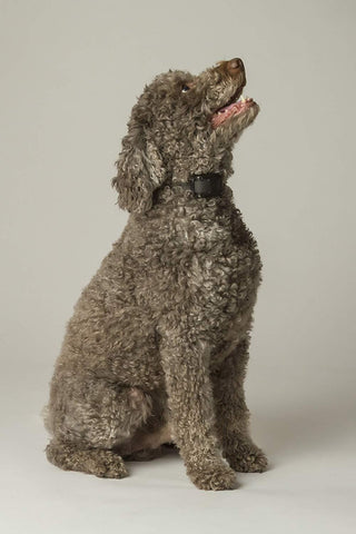 Image of ET-300 MINI EDUCATOR 1/2 MILE REMOTE TRAINING E-COLLAR