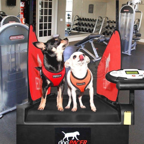 Image of dogPACER Minipacer Indoor Exercise Treadmill For Toy/Small Breed Pets