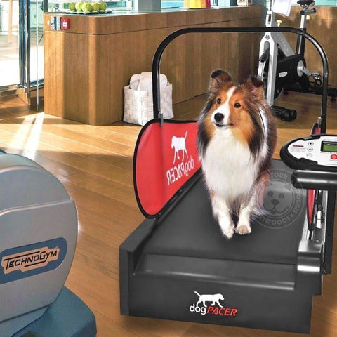 Image of dogPACER Minipacer Indoor Exercise Treadmill For Toy/Small Breed Pets