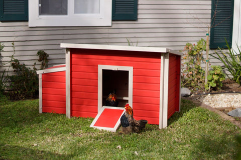 Image of chickens Barn & Pen, New Age Farm