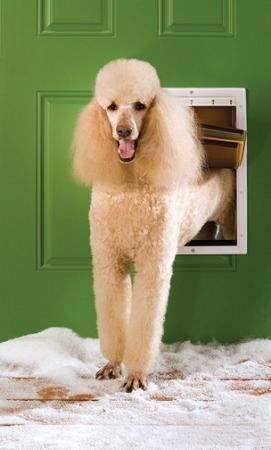Image of PetSafe Extreme Weather Pet Door