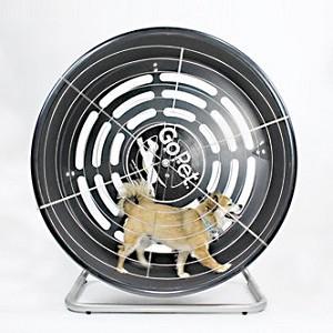 Image of GoPet Treadwheel CG4012 Exercise Wheel For Dogs And Cats Of Small Breeds  under 25lbs