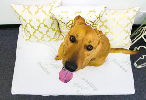 Image of Petique Bamboo Orthopedic Memory Foam Pet Bed WITH HEMP COVER
