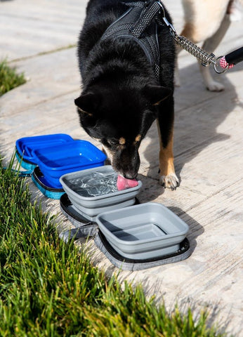 Image of Petique Trailblazer Pet Jogger Bundle