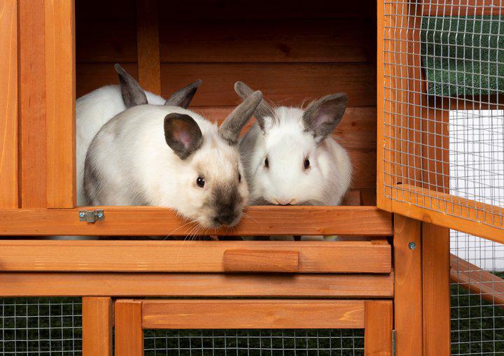Prevue Pet Chicken Coop/Rabbit Hutch with Double-Run