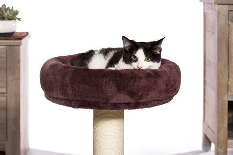 Image of Prevue Pet Kitty Power Paws Kitty King
