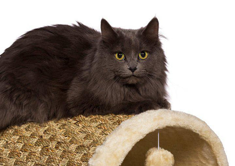 Image of Prevue Pet Kitty Power Paws Cozy Tunnel