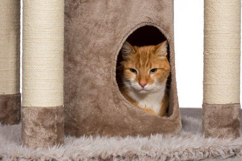 Image of Prevue Pet Kitty Power Paws Siberian Mountain