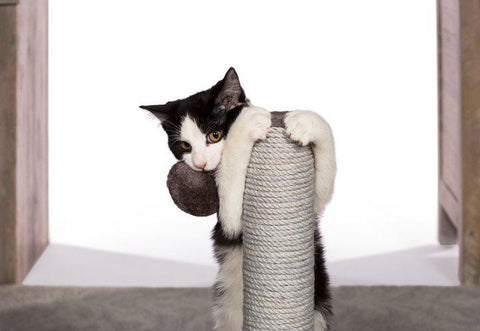 Image of Prevue Pet Kitty Power Paws Play & Scratch