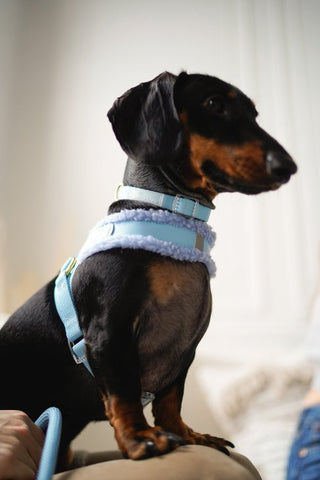 Image of Cavology Pastel Step In Dog Harness Easy -O Sherpa