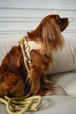 Image of Cavology Pastel Step In Dog Harness Easy -O Sherpa