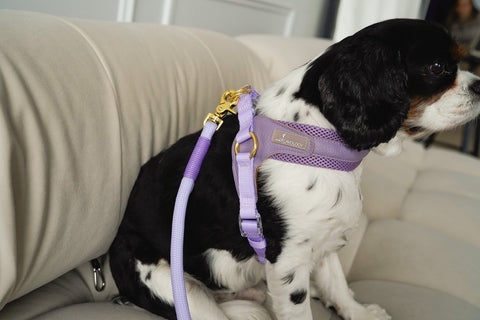 Image of Cavology Pastel Step In Dog Harness Easy -O Sherpa