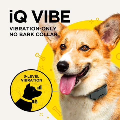 Image of Dogtra iQ Vibe No Bark Collar